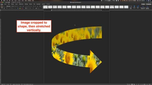 image cropped to shape in microsoft word, then stretched vertically